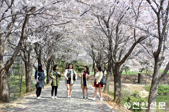 ‘캠퍼스 낭만에 봄꽃을 더하다’ 호서대 벚꽃길