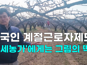 [영상] 외국인 계절근로자제도, '영세농가'에게는 그림의 떡?