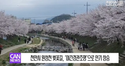 [영상] 원성천 벚꽃길, ‘야간경관조명’으로 인기 상승